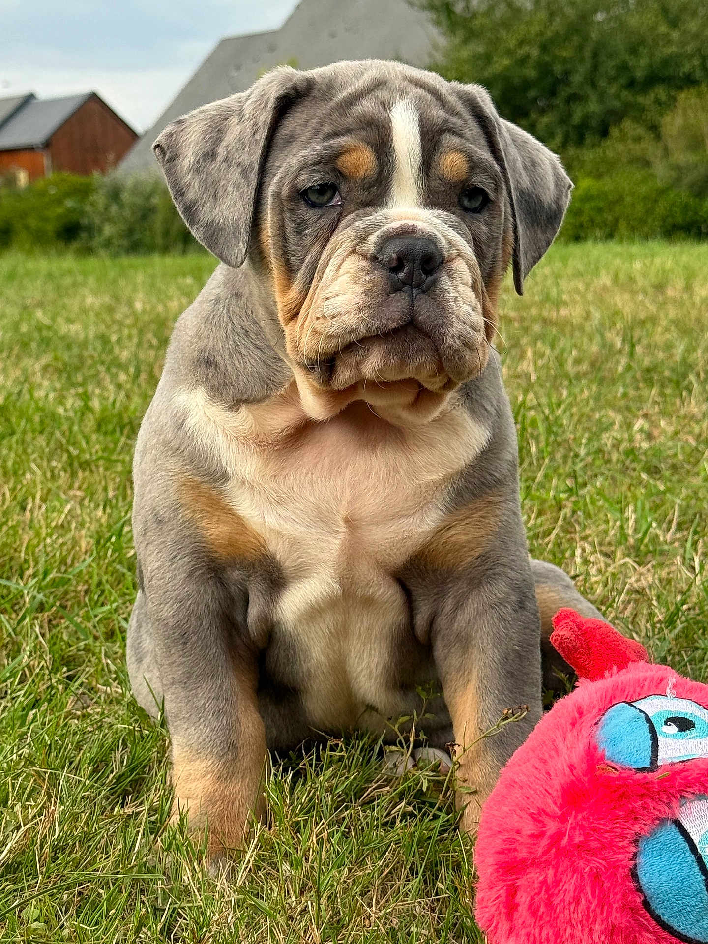 Bueno participe au concours pour gagner de l'argent avec cette photo : puppy, dog, grass, outdoor, toy, plush_toy, cute, young_dog, brown, gray, white, wrinkled_face, sitting, pet, animal, nature, greenery, house, background, playful