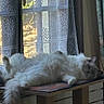 cat, fluffy, window, lace_curtain, relaxing, indoor, furniture, natural_light, perch, pet, animal, resting, cozy, sunlight, domestic, white_fur, tail, paw, face, home