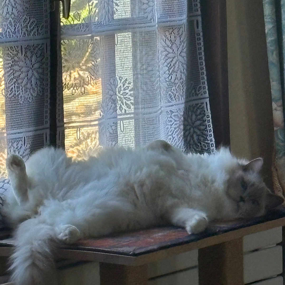 Tanfo a rejoint le concours — aidez-le/la à gagner de superbes lots ! cat, fluffy, window, lace_curtain, relaxing, indoor, furniture, natural_light, perch, pet, animal, resting, cozy, sunlight, domestic, white_fur, tail, paw, face, home