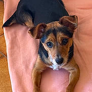 Amber participe au concours pour gagner de l'argent avec cette photo : dog, pet, blanket, floor, tile, indoor, brown, black, canine, cute, animal, laying_down, looking_up, ears, fur, paw, domestic, resting, small_dog, companion