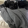 cat, black_cat, green_eyes, clothing, gray, folded_clothes, laundry, indoor, pet_carrier, soft_texture, cozy, relaxed, feline, animal, home, bedroom, resting, pile, fabric, domestic