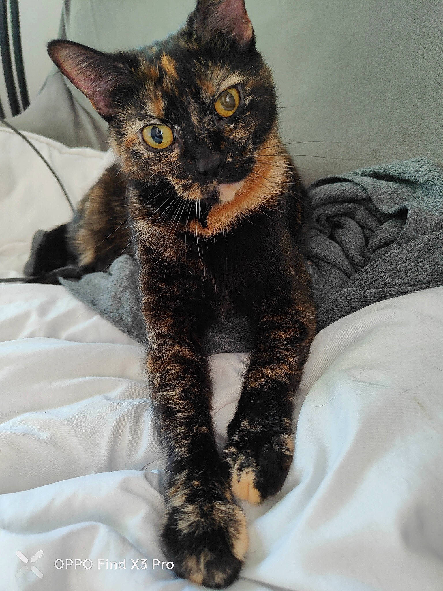 Pépite a rejoint le concours — aidez-le/la à gagner de superbes lots ! black_cat, carnivore, cat, claw, comfort, domestic_short_haired_cat, eye, felidae, foot, fur, head, human_leg, leg, paw, sitting, small_to_medium_sized_cats, snout, tail, terrestrial_animal, whiskers