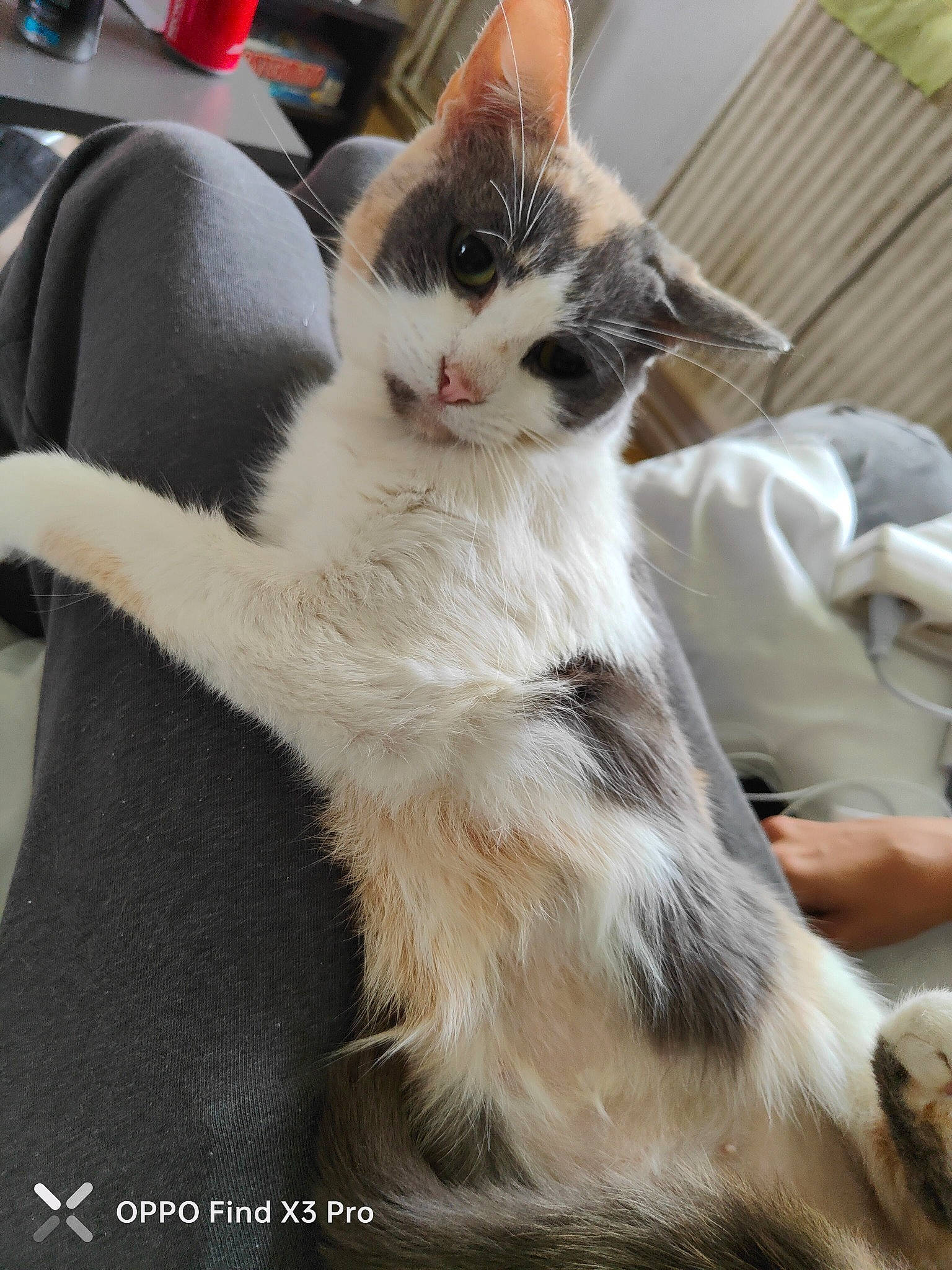 Anna participe au concours pour gagner de l'argent avec cette photo : carnivore, cat, claw, comfort, domestic_short_haired_cat, eye, fawn, felidae, foot, fur, lap, paw, sitting, small_to_medium_sized_cats, snout, tail, terrestrial_animal, whiskers