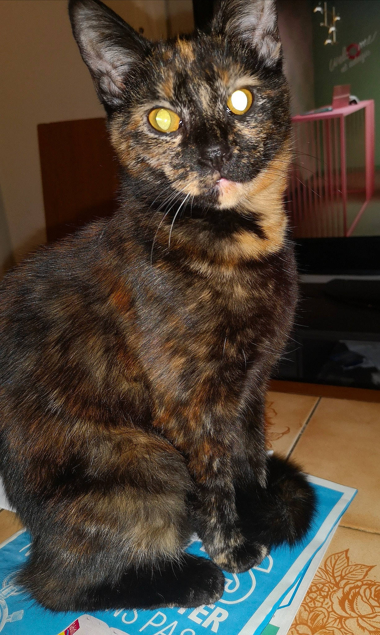 Pepite a rejoint le concours — aidez-le/la à gagner de superbes lots ! american_bobtail, asian, california_spangled, carnivore, cat, domestic_long_haired_cat, domestic_short_haired_cat, dragon_li, european_shorthair, felidae, fur, german_rex, kurilian_bobtail, mammal, rex_cat, small_to_medium_sized_cats, snout, tabby_cat, vertebrate, whiskers