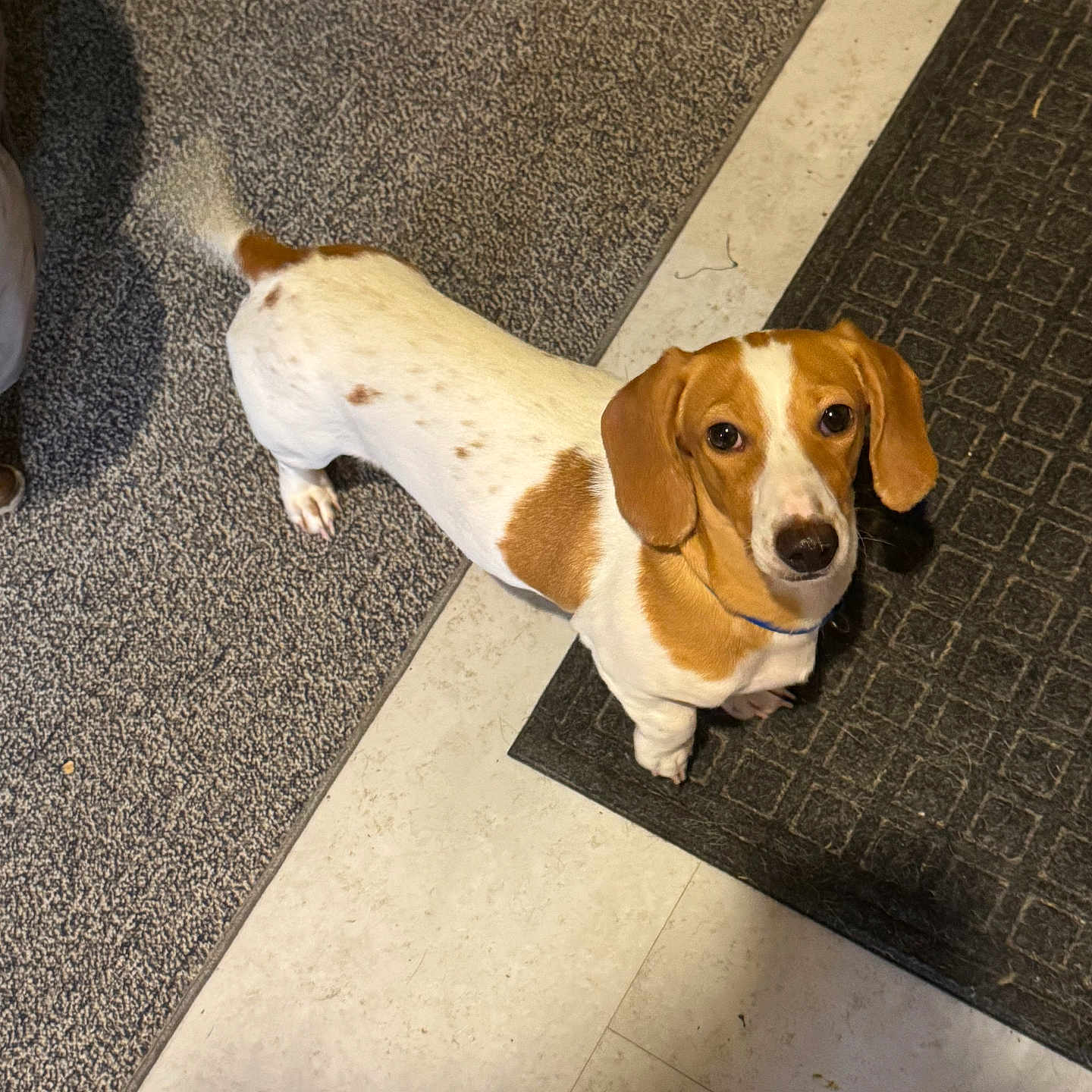 Timber is registered to the contest to win money with this photo: accessories, animal, beagle, bulldog, canine, clothing, dog, footwear, hound, leash, path, person, pet, pointer, puppy, shoe, sidewalk, slate, strap, tile