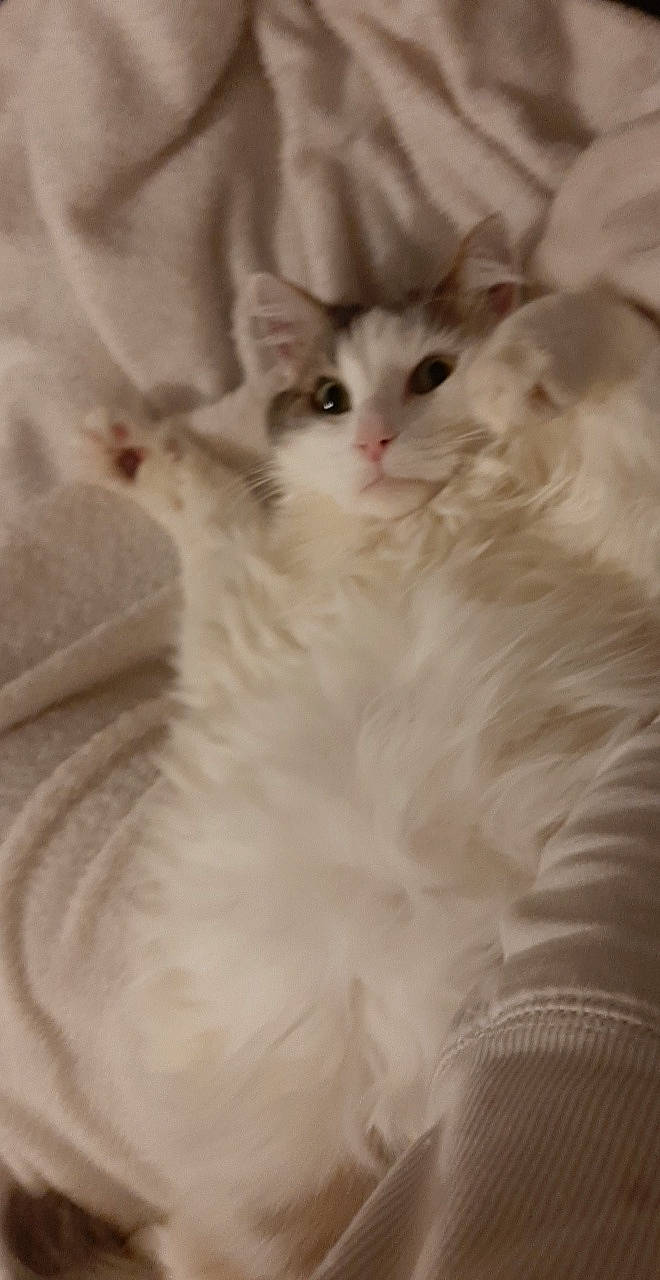 Guipsy participe au concours pour gagner de l'argent avec cette photo : british_longhair, british_semi_longhair, carnivore, cat, domestic_long_haired_cat, eye, fawn, felidae, fur, kitten, maine_coon, mammal, norwegian_forest_cat, persian, ragamuffin, ragdoll, small_to_medium_sized_cats, turkish_angora, turkish_van, whiskers