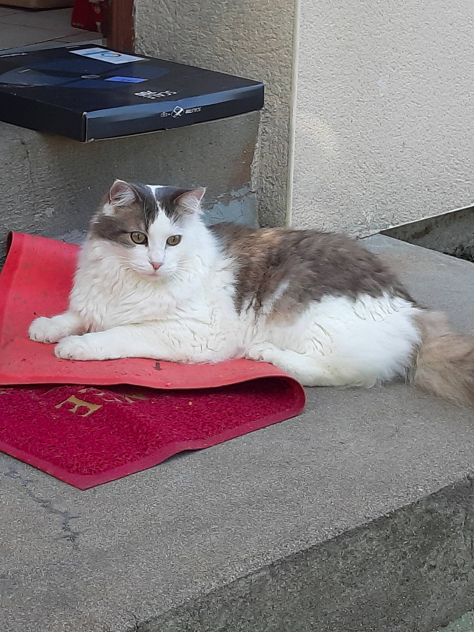 Guipsy a rejoint le concours — aidez-le/la à gagner de superbes lots ! aegean_cat, british_semi_longhair, carnivore, cat, domestic_long_haired_cat, domestic_short_haired_cat, european_shorthair, felidae, kitten, mammal, norwegian_forest_cat, persian, polydactyl_cat, ragamuffin, small_to_medium_sized_cats, tail, whiskers