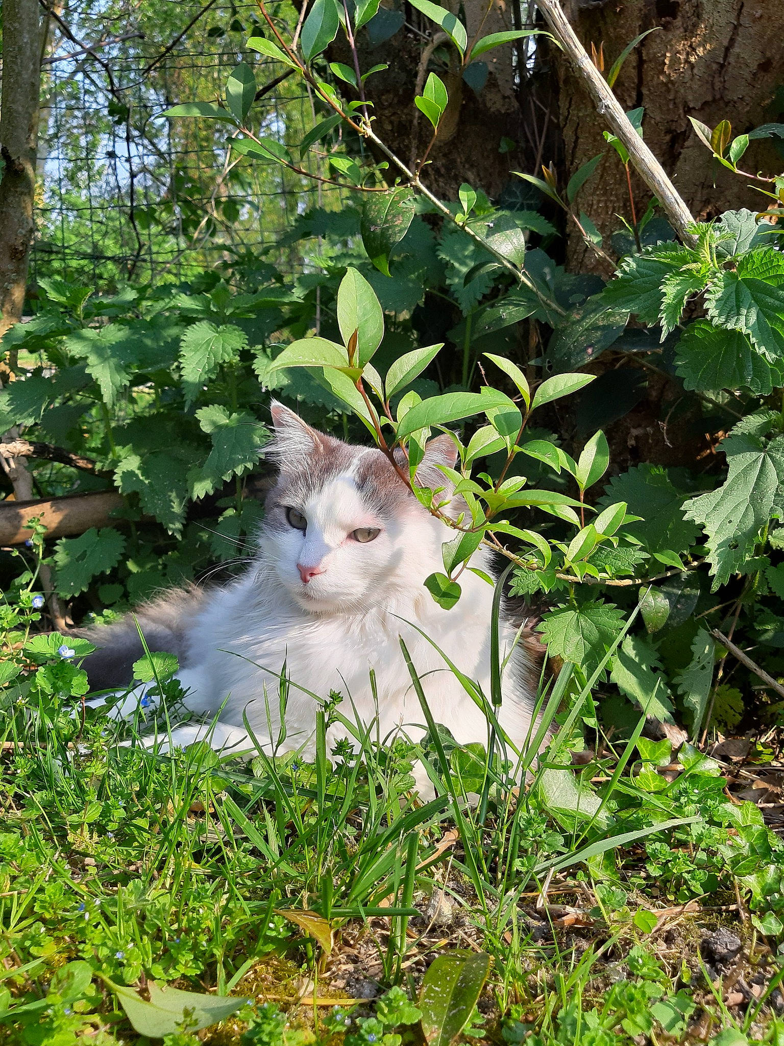 Guipsy a rejoint le concours — aidez-le/la à gagner de superbes lots ! aegean_cat, carnivore, cat, domestic_short_haired_cat, european_shorthair, fawn, felidae, grass, plant, small_to_medium_sized_cats, tree, turkish_van, whiskers, wildlife