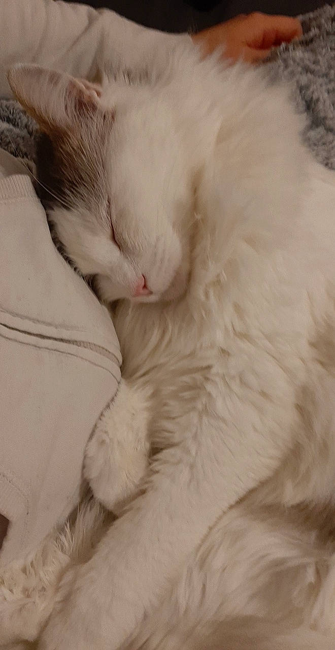 Guipsy a rejoint le concours — aidez-le/la à gagner de superbes lots ! aegean_cat, asian, carnivore, cat, domestic_long_haired_cat, ear, eye, felidae, fur, kitten, nap, nose, ragdoll, sleep, small_to_medium_sized_cats, snout, tail, turkish_angora, turkish_van, whiskers