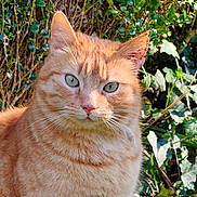 Sinu participe au concours pour gagner de l'argent avec cette photo : cat, orange_tabby, green_eyes, animal, pet, feline, outdoor, nature, leafy_background, sunlight, fur, whiskers, closeup, portrait, wildlife, mammal, cute, calm, majestic, domestic_cat