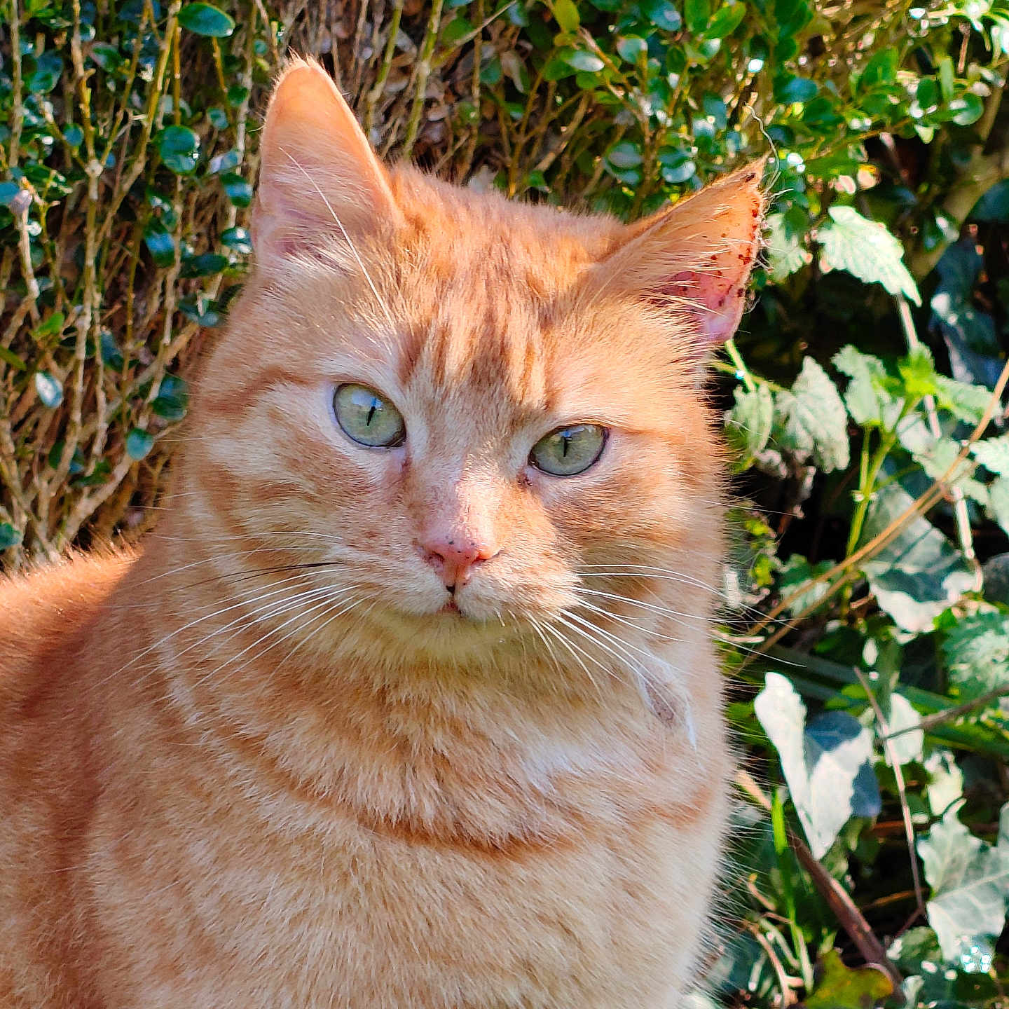 Sinu participe au concours pour gagner de l'argent avec cette photo : cat, orange_tabby, green_eyes, animal, pet, feline, outdoor, nature, leafy_background, sunlight, fur, whiskers, closeup, portrait, wildlife, mammal, cute, calm, majestic, domestic_cat