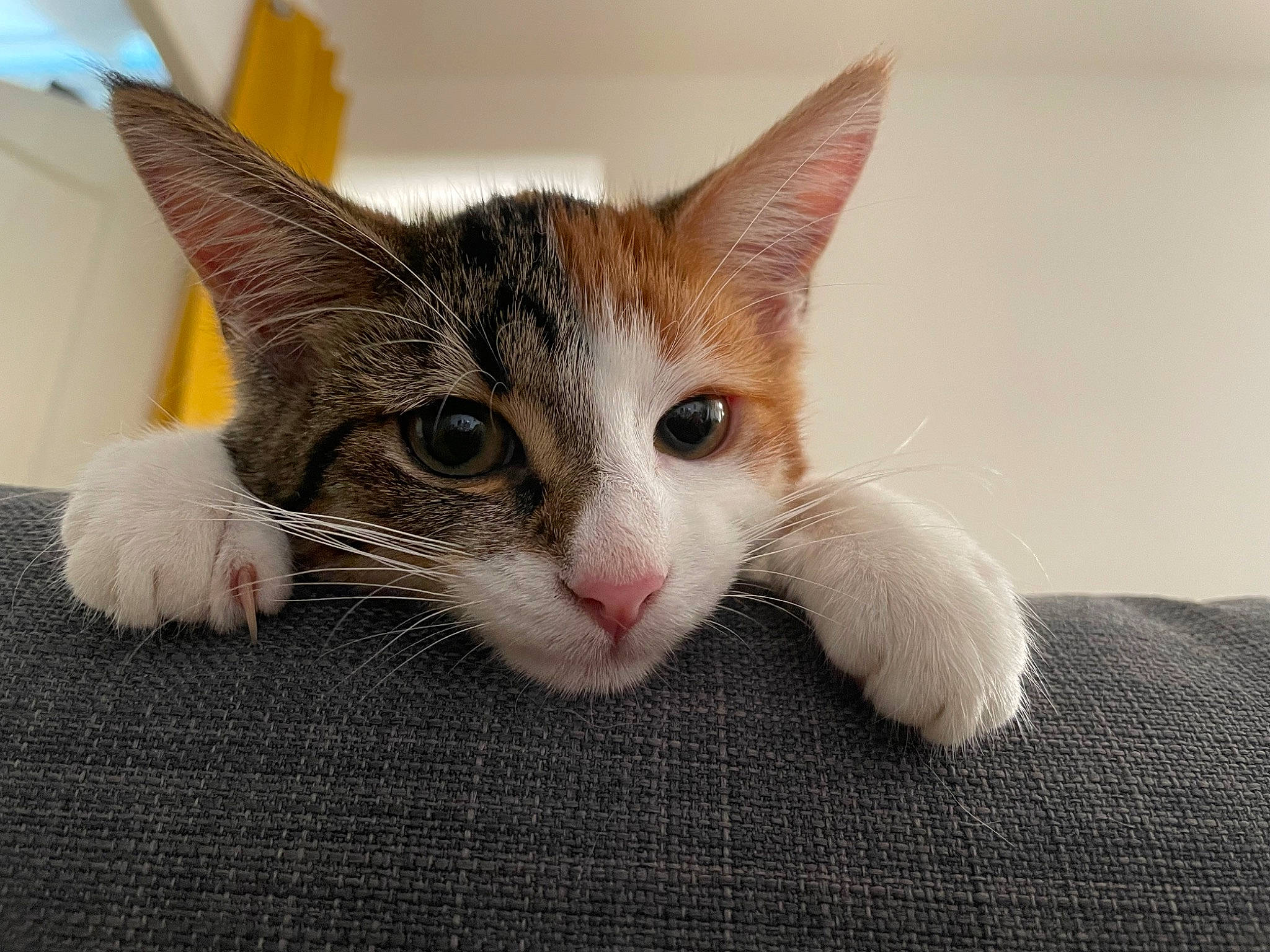 Irys participe au concours pour gagner de l'argent avec cette photo : carnivore, cat, claw, comfort, curious, domestic_short_haired_cat, fang, fawn, felidae, fur, oriental_shorthair, paw, small_to_medium_sized_cats, snout, tail, whiskers