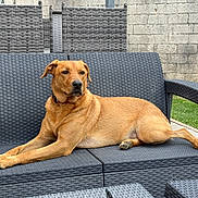 Taya a rejoint le concours — aidez-le/la à gagner de superbes lots ! dog, outdoor, couch, wicker_furniture, relaxed, brown_dog, pet, backyard, stone_wall, furniture, canine, collar, resting, grass, daylight, animal, seat, leisure, domestic_animal, quiet