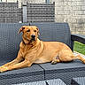 dog, outdoor, couch, wicker_furniture, relaxed, brown_dog, pet, backyard, stone_wall, furniture, canine, collar, resting, grass, daylight, animal, seat, leisure, domestic_animal, quiet