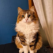 Chipie a rejoint le concours — aidez-le/la à gagner de superbes lots ! cat, fluffy, indoor, pet, animal, feline, curious, sitting, portrait, whiskers, fur, cute, closeup, domestic, calm, eyes, face, background, curtain, blue_wall