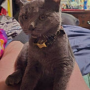 Luna Pearl joined the competition — help win amazing prizes! abyssinian, accessories, animal, bed, bedroom, bracelet, cat, collar, couch, cushion, egyptiancat, furniture, homedecor, indoors, jewelry, kitten, manx, necklace, pet, strap