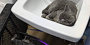Luna Pearl joined the competition — help win amazing prizes! animal, basin, cat, pet, sink