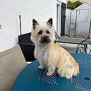 Azalée participe au concours pour gagner de l'argent avec cette photo : dog, small_dog, fluffy, cream_fur, light_brown_fur, table, blue_table, metal_table, outdoor, patio, chair, greenhouse, plant, furniture, pet, animal, sitting, curious, garden, backyard