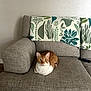 Biscuit is registered to the contest to win money with this photo: cat, ginger_cat, white_cat, couch, sofa, throw_blanket, remote_control, indoor, pet, feline, relaxed, curious, sitting, home, living_room, furniture, textured, cozy, animal, domestic
