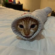 Biscuit is registered to the contest to win money with this photo: cat, kitten, orange_tabby, sock, bed, quilt, white, cozy, cute, pet, animal, indoor, curious, soft, fur, whiskers, face, looking, resting, cute_pet