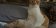 Biscuit joined the competition — help win amazing prizes! cat, ginger_cat, white_cat, bed, indoor, resting, feline, animal, pet, curious, looking_at_camera, headboard, pillow, leopard_print, cozy, relaxed, fur, whiskers, ears, sitting