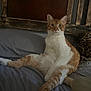 cat, ginger_cat, white_cat, bed, indoor, resting, feline, animal, pet, curious, looking_at_camera, headboard, pillow, leopard_print, cozy, relaxed, fur, whiskers, ears, sitting