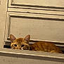 Biscuit is registered to the contest to win money with this photo: cat, orange_tabby, drawer, wood, peeking, curious, furniture, indoor, pet, animal, ears, face, eyes, resting, cute, hiding, home, closeup, tabby, feline