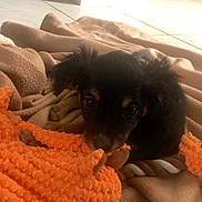 Shanelle a rejoint le concours — aidez-le/la à gagner de superbes lots ! animal, black, blanket, brown, chewing, cozy, cute, dog, floor, indoor, orange, pet, play, puppy, small, soft, tan, tile, toy, young