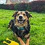 Shanelle participe au concours pour gagner de l'argent avec cette photo : animal, canine, collar, daylight, dog, fur, grass, grass_field, greenery, happy, hedge, house, nature, outdoor, paw, pet, playful, rubber_chicken, smiling, toy