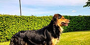 Shanelle a rejoint le concours — aidez-le/la à gagner de superbes lots ! alert, animal, black_and_tan, canine, clouds, daylight, dog, fur, grass, greenery, hedge, lamp_post, nature, outdoor, park, pet, side_view, sky, standing, sunlight