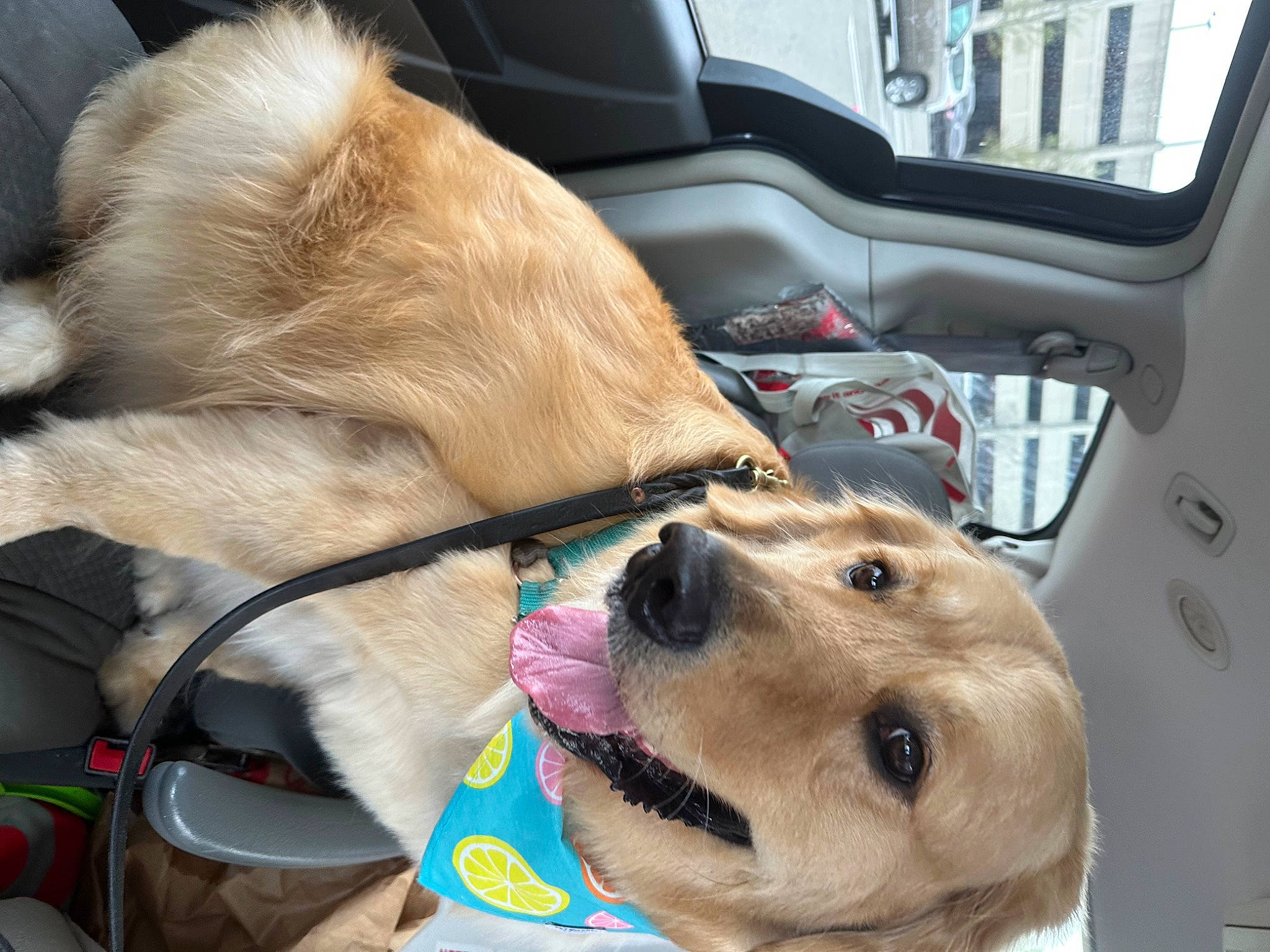 Benny is registered to the contest to win money with this photo: car, car_seat, carnivore, collar, companion_dog, dog, dog_breed, dog_collar, dog_supply, fawn, fur, leash, mammal, pet_supply, snout, vehicle, vehicle_door, vertebrate, whiskers, working_animal