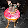 Phoenix is registered to the contest to win money with this photo: dog, pet, indoor, bed, blanket, collar, inflatable, donut, curious, small_dog, fur, ears, animal, flash, glowing_eyes, room, carpet, furniture, cute, standing