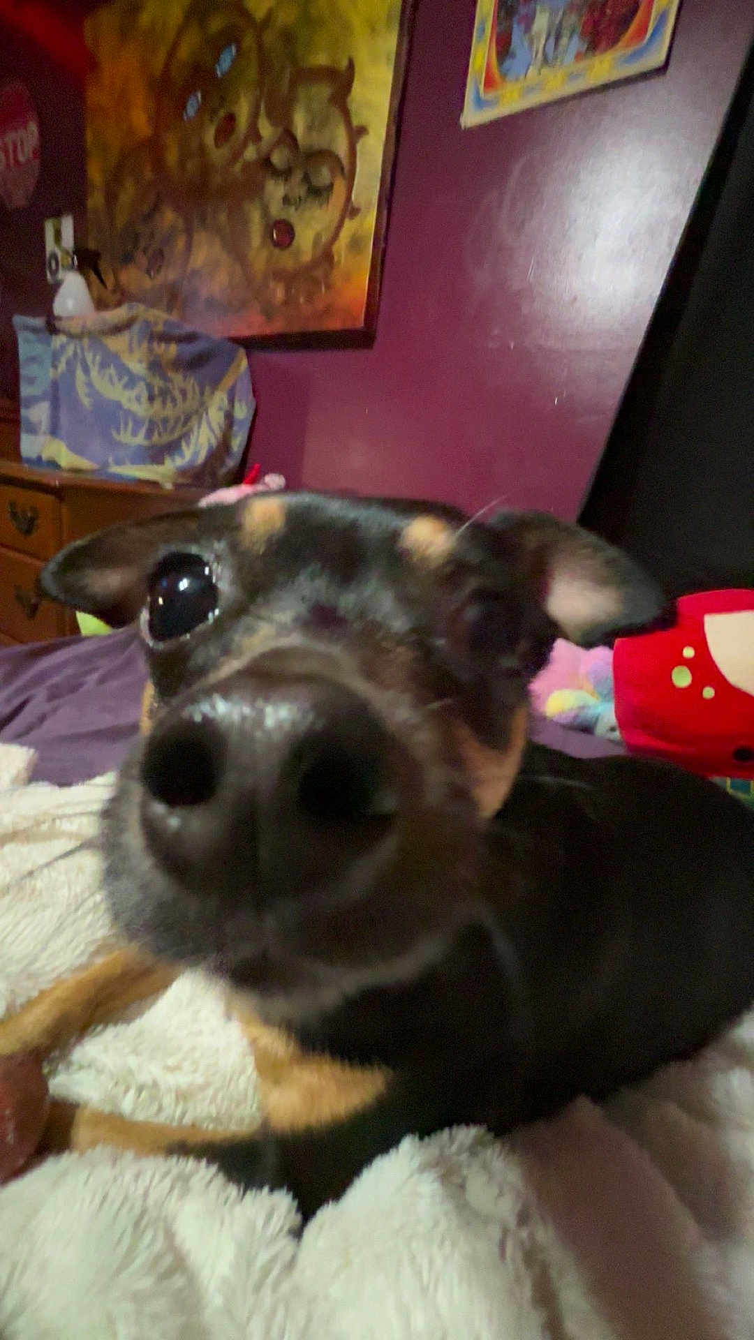 Phoenix joined the competition — help win amazing prizes! dog, close_up, nose, indoor, bed, blanket, painting, furniture, purple_wall, toy, pet, animal, canine, ears, snout, curious, cozy, room, soft, lying_down