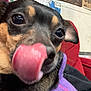 Phoenix is registered to the contest to win money with this photo: dog, close_up, tongue_out, purple_sweater, pet, indoor, cute, small_dog, black_and_tan, face, nose, ears, red_couch, license_plates, vintage, furry, animal, playful, pet_clothing, domestic_animal