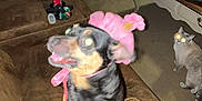Phoenix is registered to the contest to win money with this photo: dog, cat, hat, pink_hat, couch, living_room, brown_furniture, carpet, flash, glowing_eyes, pet, animal, indoor, furniture, table, remote_control, drink_bottle, blanket, toy, decor