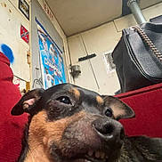 Phoenix joined the competition — help win amazing prizes! dog, close_up, indoor, couch, purse, wall, poster, sign, animal, pet, funny_expression, teeth, black_and_tan, furniture, room, canine, domestic, relaxed, casual, house_interior