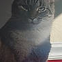 cat, feline, pet, animal, fur, whiskers, ears, face, indoor, light, shadow, closeup, portrait, gray, tabby, expression, sitting, wall, floor, house