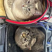 Tt joined the competition — help win amazing prizes! cat, pet_carrier, indoor, feline, curious, cozy, animal, soft_bedding, gray_cat, striped_cat, wide_eyes, looking_up, fur, ears, whiskers, domestic_cat, cute, companion_animals, resting, two_cats