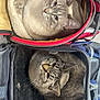 cat, pet_carrier, indoor, feline, curious, cozy, animal, soft_bedding, gray_cat, striped_cat, wide_eyes, looking_up, fur, ears, whiskers, domestic_cat, cute, companion_animals, resting, two_cats
