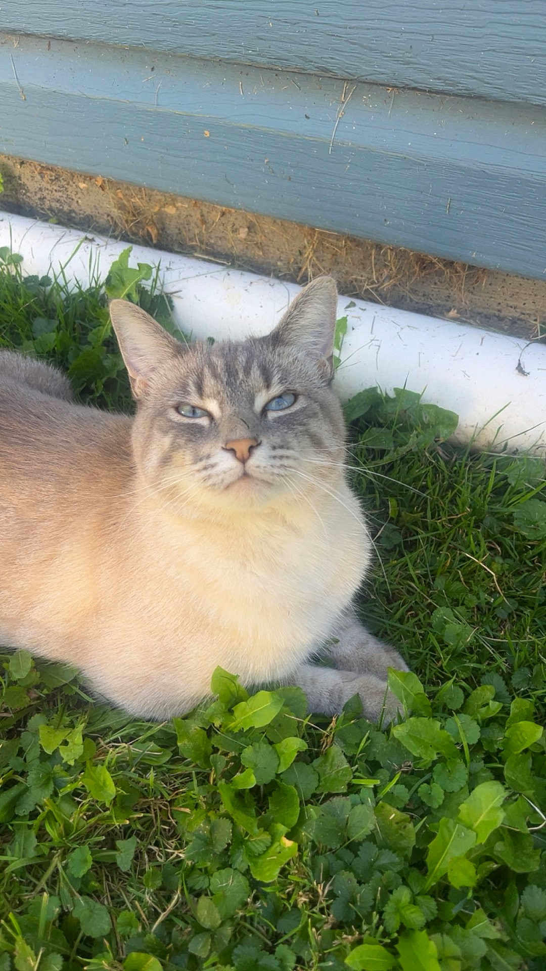 Letty joined the competition — help win amazing prizes! cat, blue_eyes, grass, outdoor, animal, pet, fur, relaxed, nature, greenery, house_wall, pipe, sunlight, closeup, mammal, whiskers, ears, lying_down, daytime, domestic_cat