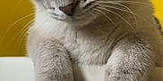 Letty joined the competition — help win amazing prizes! cat, pet, animal, feline, fur, whiskers, ears, paws, basin, yellow_background, indoor, closeup, curious, domestic_animal, mammal, cute, portrait, soft_fur, looking_down, household