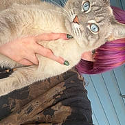 Letty joined the competition — help win amazing prizes! cat, blue_eyes, person, purple_hair, hand, nail_polish, fur, close_up, portrait, indoor, sweatshirt, holding, animal, pet, looking, face, feline, background, colorful, young_adult