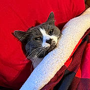 Spark Plug joined the competition — help win amazing prizes! cat, gray_cat, white_cat, blanket, red_blanket, plaid_pattern, pillow, red_pillow, cozy, sleepy, resting, indoor, pet, feline, whiskers, fur, close_up, soft_texture, relaxing, domestic_animal