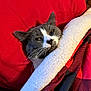 cat, gray_cat, white_cat, blanket, red_blanket, plaid_pattern, pillow, red_pillow, cozy, sleepy, resting, indoor, pet, feline, whiskers, fur, close_up, soft_texture, relaxing, domestic_animal