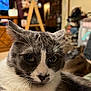 Spark Plug is registered to the contest to win money with this photo: cat, close_up, gray_and_white, indoor, whiskers, fur, pet, animal, face, ears, eyes, blurred_background, home, furniture, television, cozy, domestic, looking, curious, portrait