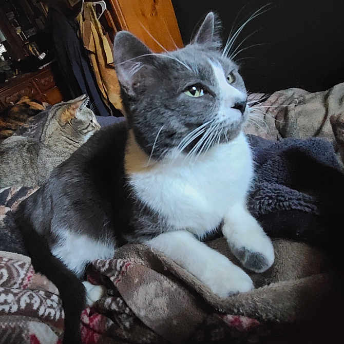 Spark Plug joined the competition — help win amazing prizes! animal, blanket, cat, cats, close_up, clothing, cozy, domestic, ears, fur, furniture, gray_cat, indoor, laying, pet, relaxed, resting, tabby_cat, whiskers, wooden_cabinet