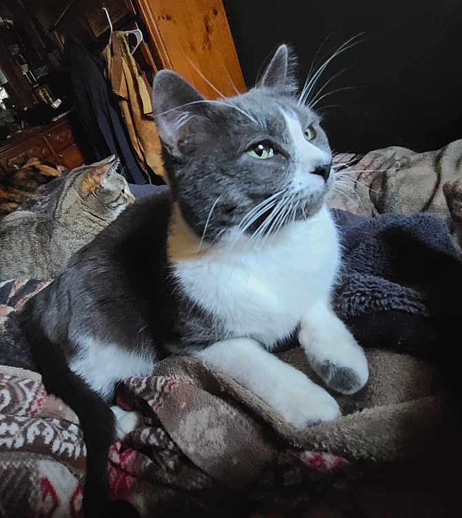 Spark Plug joined the competition — help win amazing prizes! cat, cats, gray_cat, tabby_cat, blanket, indoor, furniture, wooden_cabinet, clothing, cozy, pet, animal, resting, laying, whiskers, ears, fur, domestic, close_up, relaxed