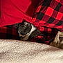 cat, sleeping, blanket, red, black, checkered, pillow, cozy, fur, pet, indoor, resting, comfort, cute, animal, feline, home, soft, relaxation, bedspread