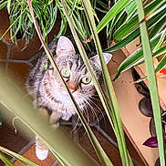 Cacahuète participe au concours pour gagner de l'argent avec cette photo : animal, cat, closeup, cozy, curious, decor, exploring, feline, floor_tiles, green_leaves, indoor, nature, orange_figurine, pet, plants, potted_plants, purple_leaves, tabby, whiskers, wide_eyes