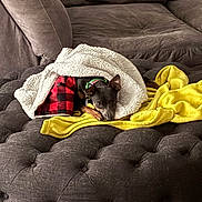 Sky joined the competition — help win amazing prizes! dog, blanket, red_and_black_checkered, yellow_blanket, tufted_ottoman, brown_couch, cozy, pet, indoor, resting, small_dog, fur, collar, relaxed, soft_texture, home, comfort, canine, lying_down, domestic_animal